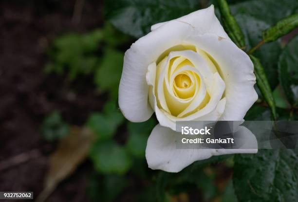 Most beautiful white rose pictures nature rose pictures special rose pictureswhite color roses white roses pictures for photoshop striking wonderful white color roses stock photo