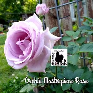 Hybrid tea rose plant