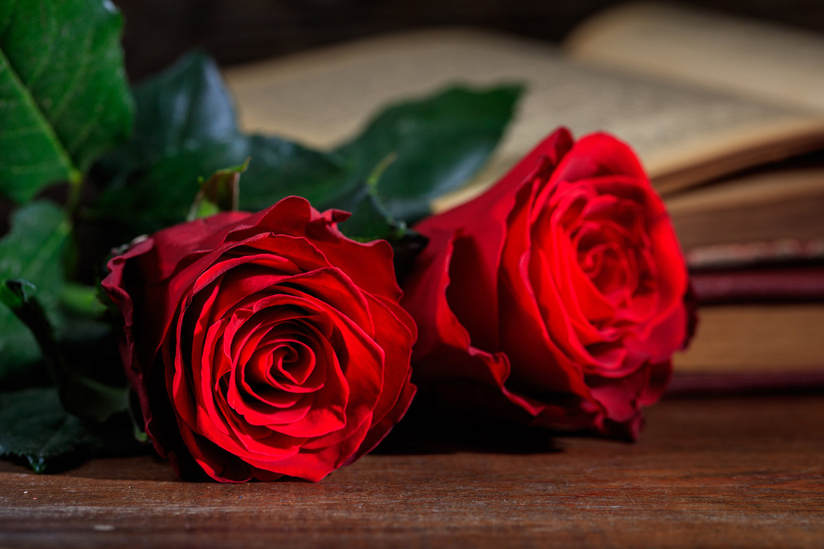 Everything you need to know about roses florapedia