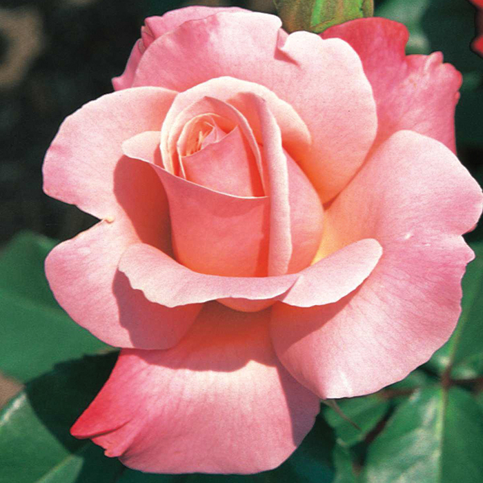 Color magic hybrid tea rose hybrid tea roses edmunds roses