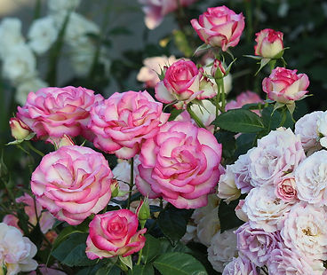 Types of roses ocrs