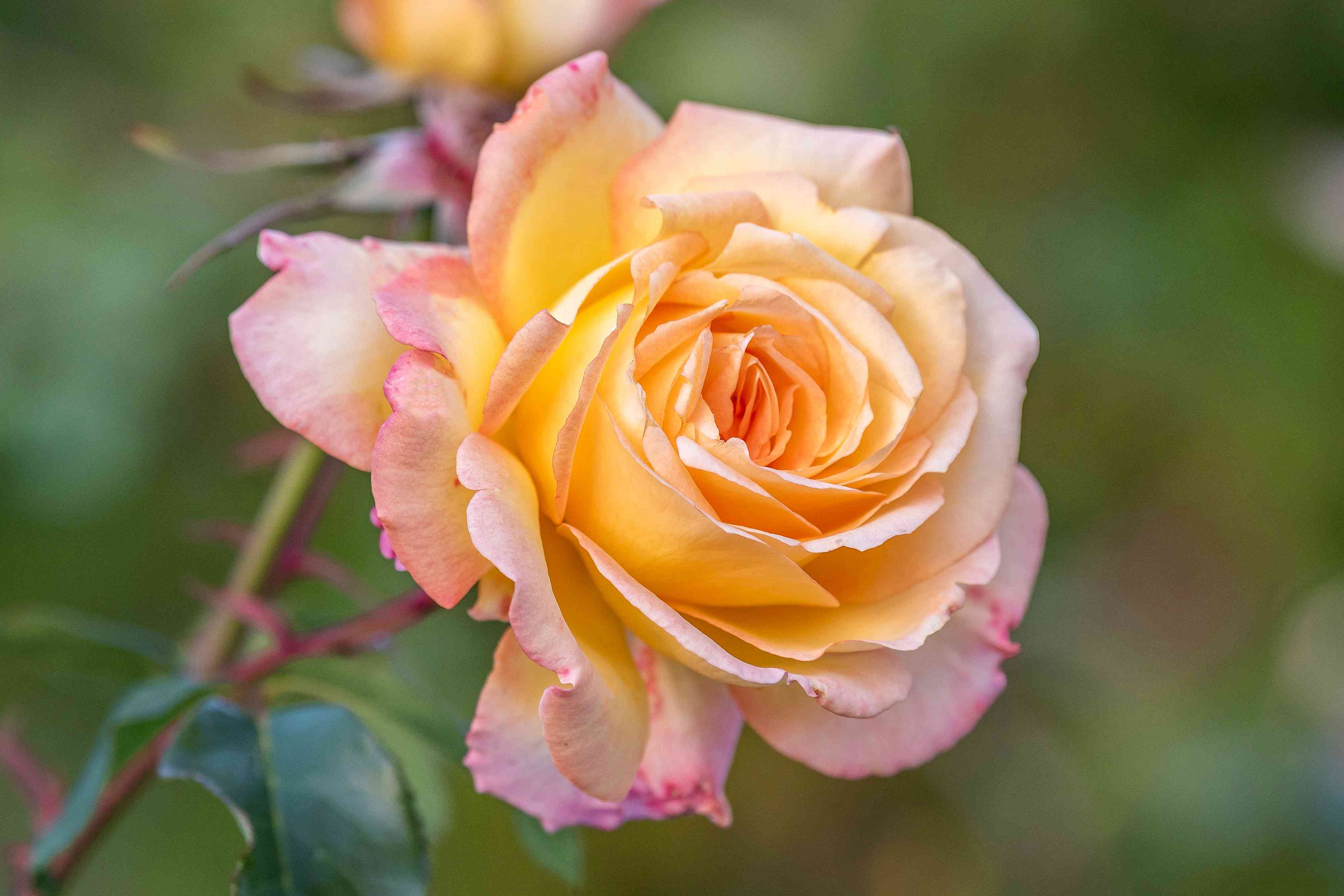 Peace rose plant care growing guide