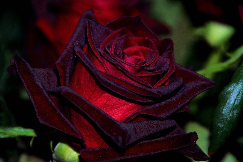 Black magic â eumundi roses