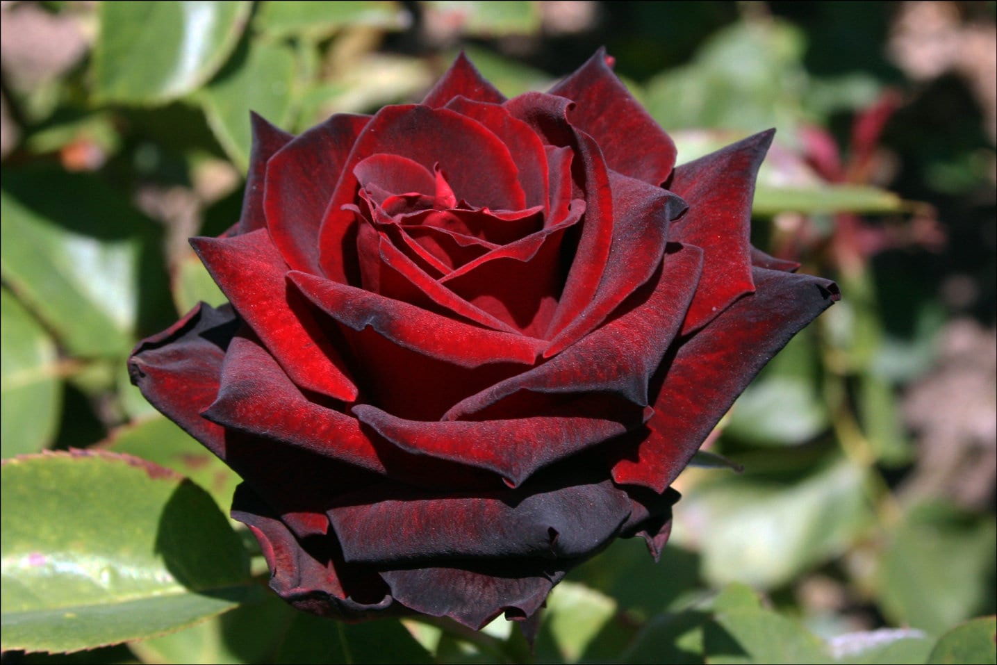 Hybrid tea rose plant