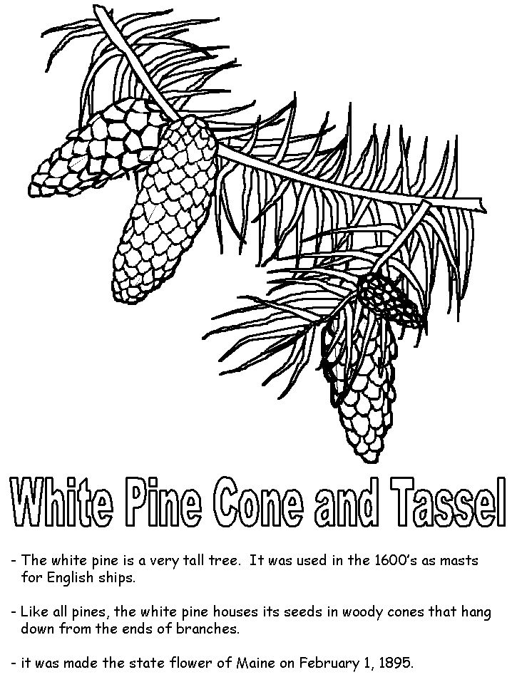 White pine cone and tassel coloring page white pine cone white pine tree coloring page