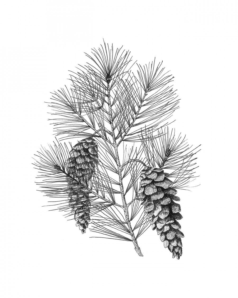 Pine cone tassel