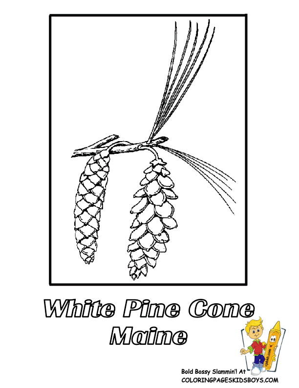 Maine state flower coloring page white pine cone and tassel white pine cone pine cone drawing flower printable