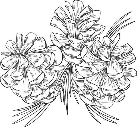 Pine cones coloring page free printable coloring pages