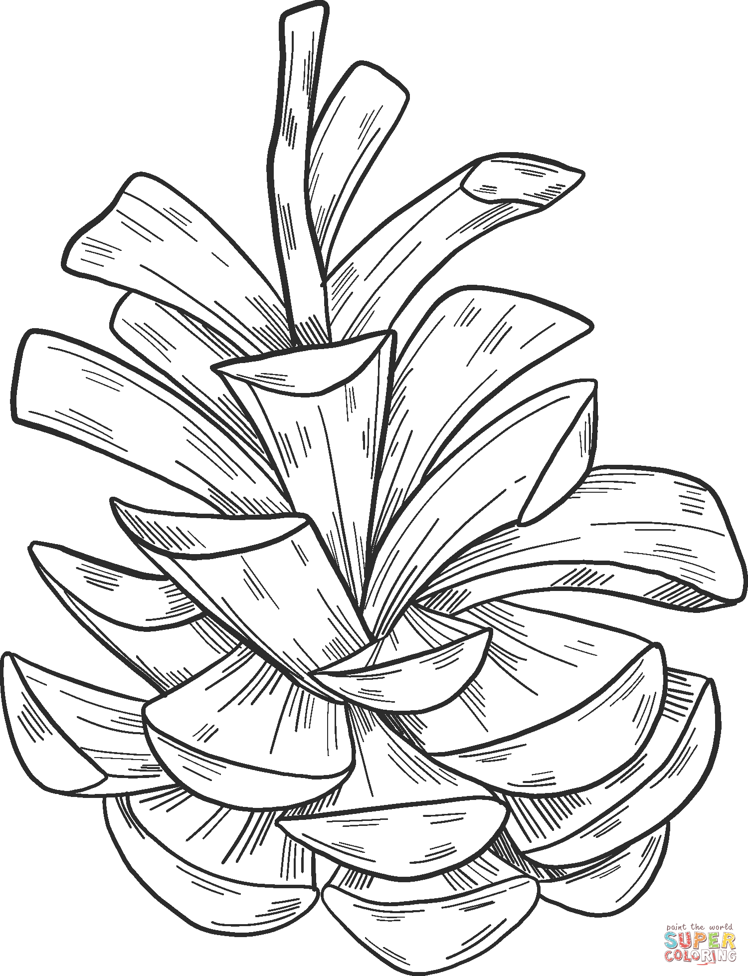 Pine cone coloring page free printable coloring pages
