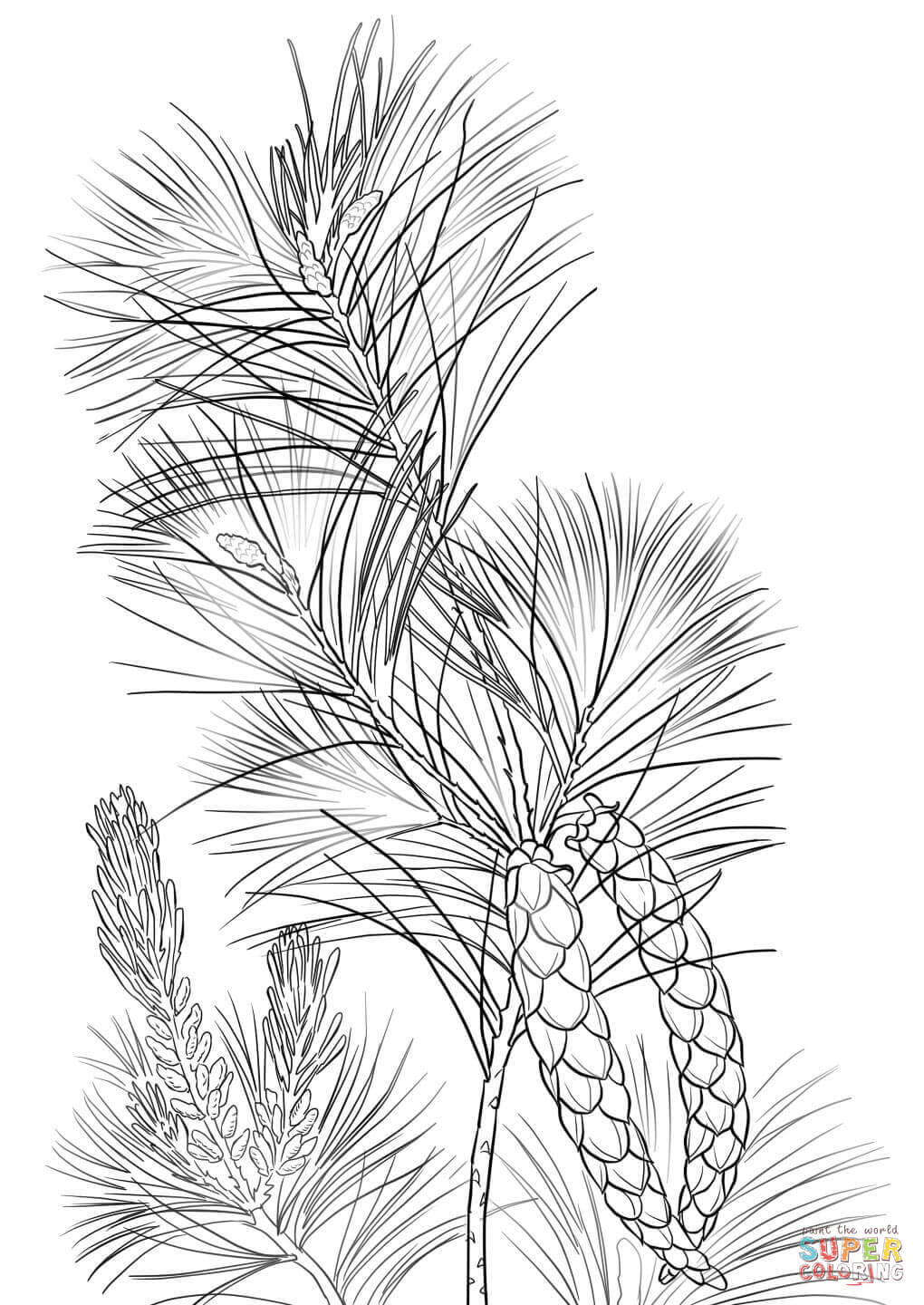 White pine cone and tassel coloring page free printable coloring pages