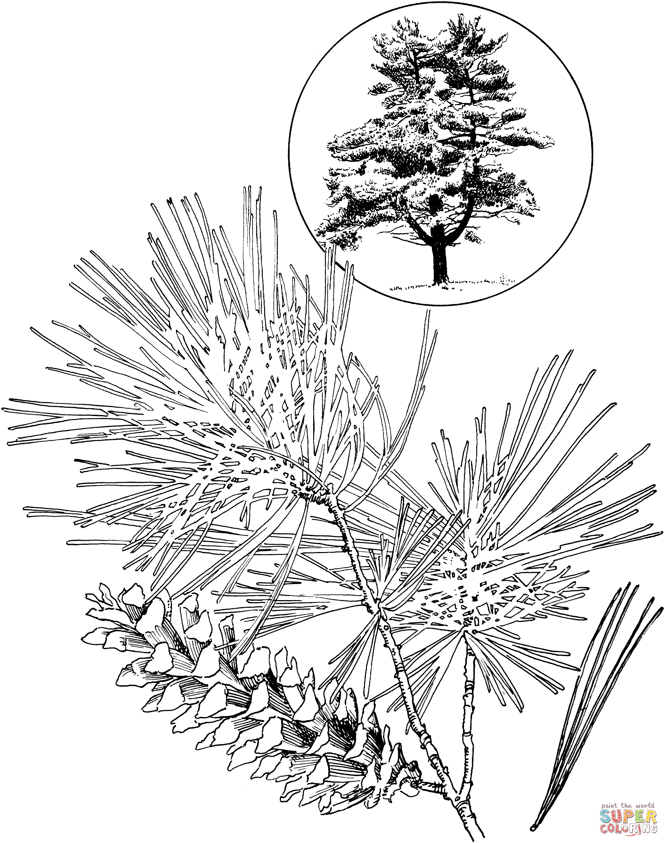 Eastern white pine coloring page free printable coloring pages