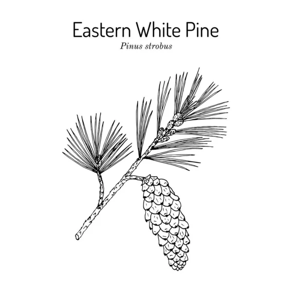 Pine branch with pine cone stock vector by foxyliam