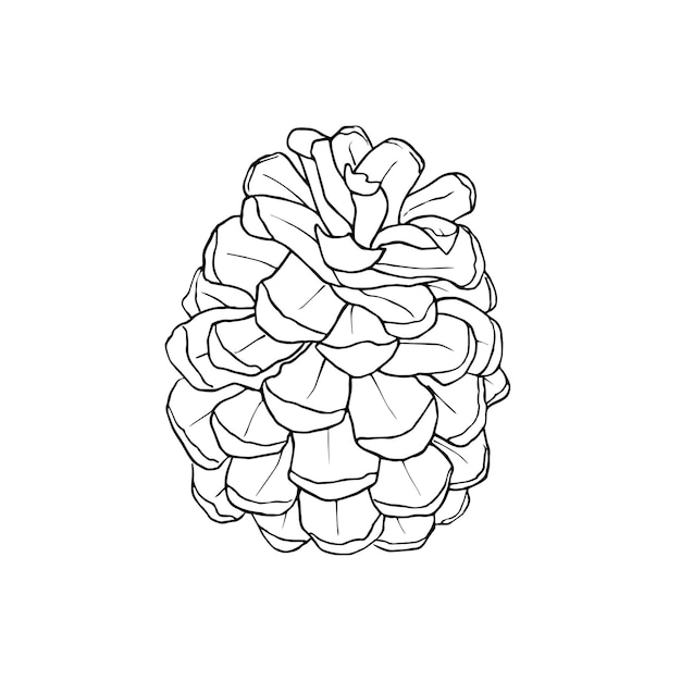 Premium vector hand drawn pine cone vector illustration line drawing for coloring advertising packaging