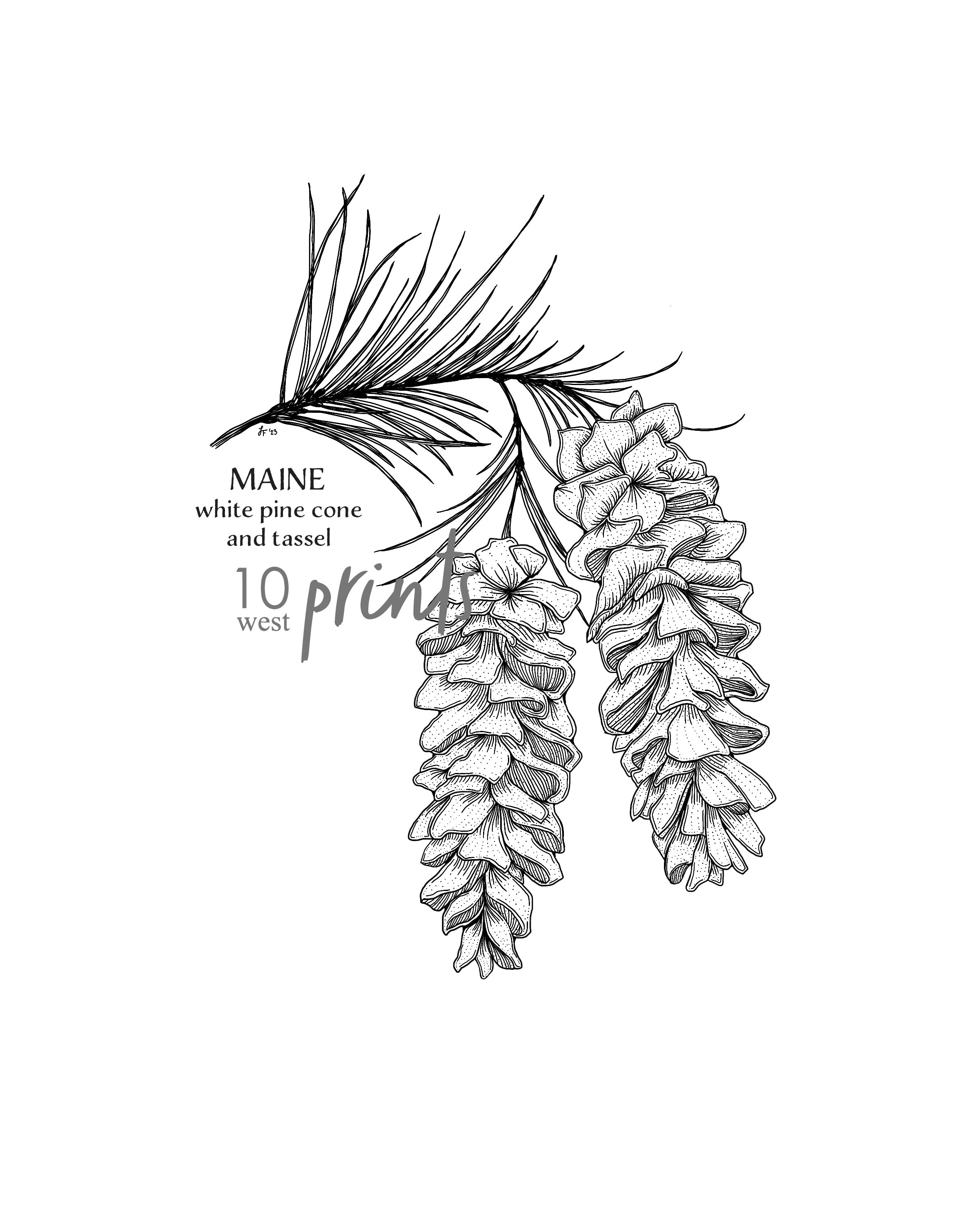 Maine white pine cone and tassel ink illustration print printable art digital download botanical print maine state flower pine