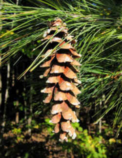 Maine state flower floral emblem white pine cone tassel
