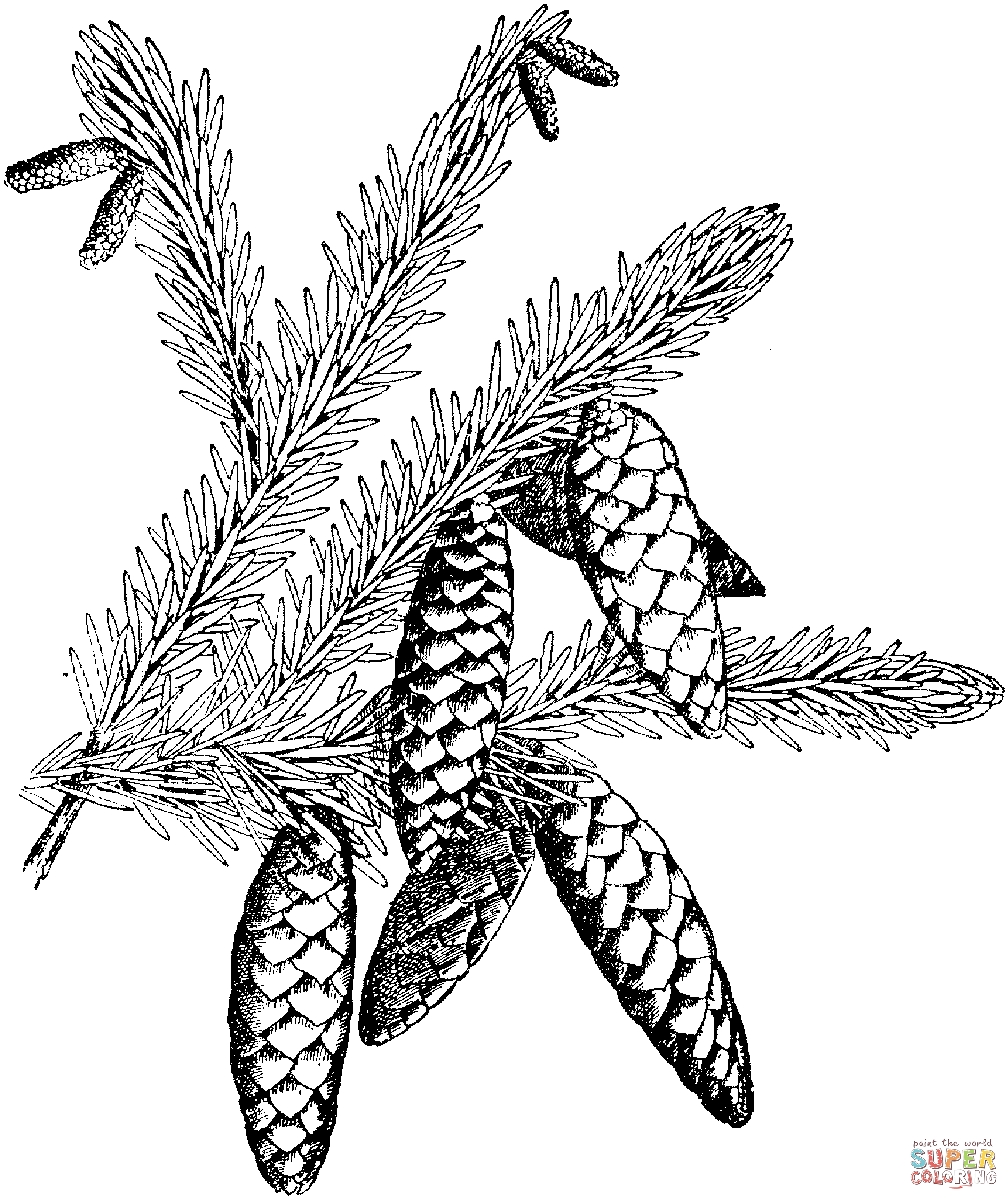 White spruce branchlet with cones coloring page free printable coloring pages