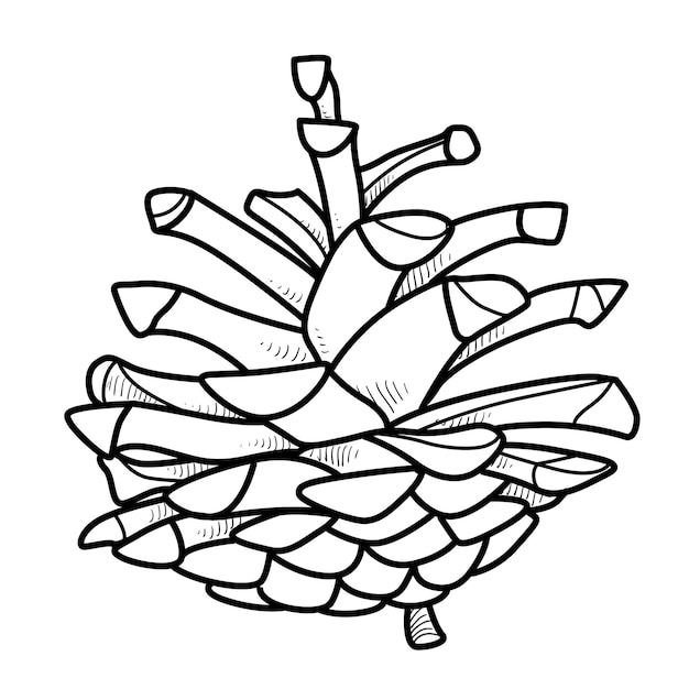 Premium vector pine cone object outline for coloring on white background