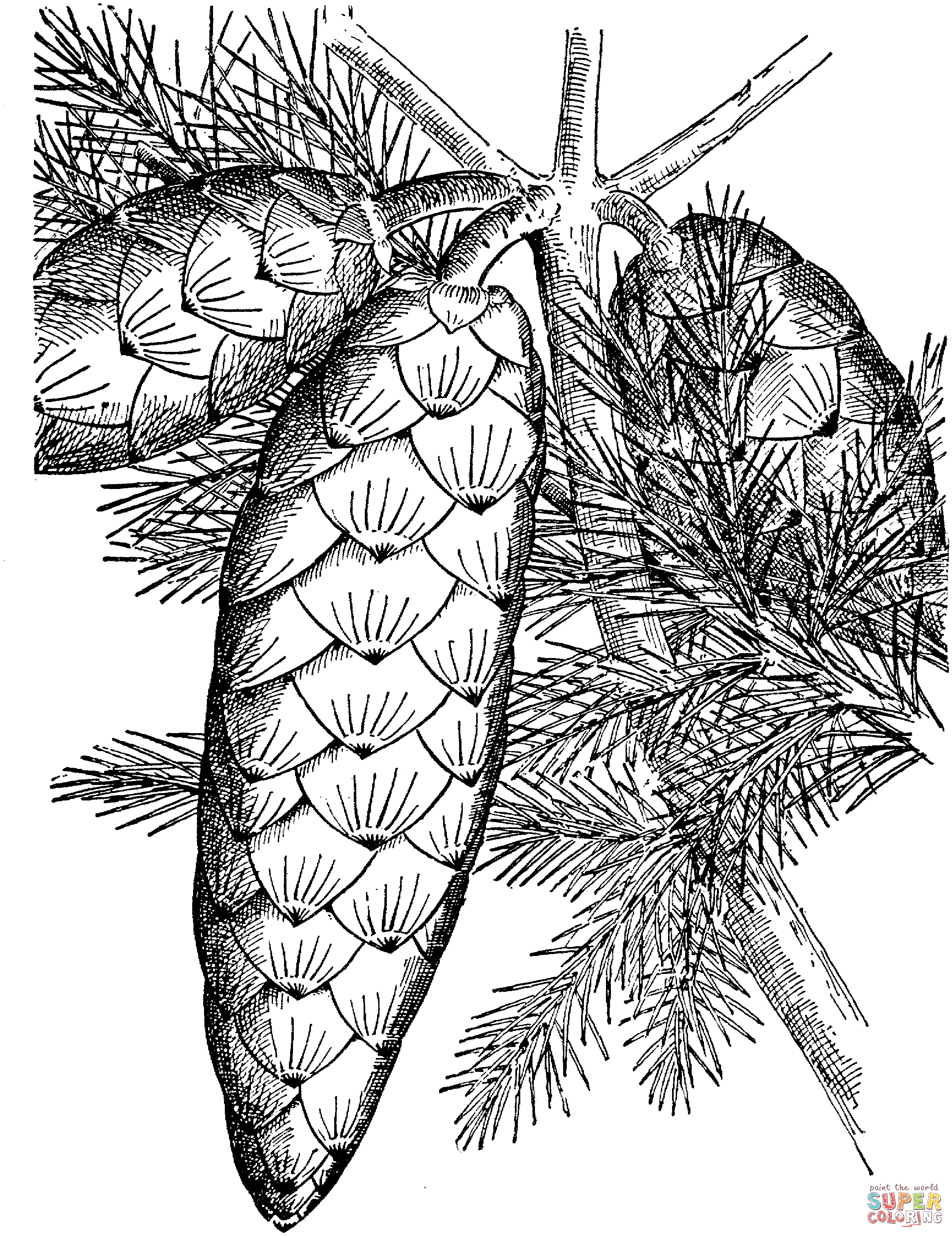 Norway spruce cone coloring page free printable coloring pages