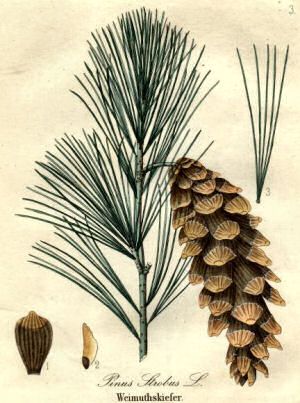 Maine state flower pine cone and tassel pinus strobus pine tree tattoo white pine tree eastern white pine