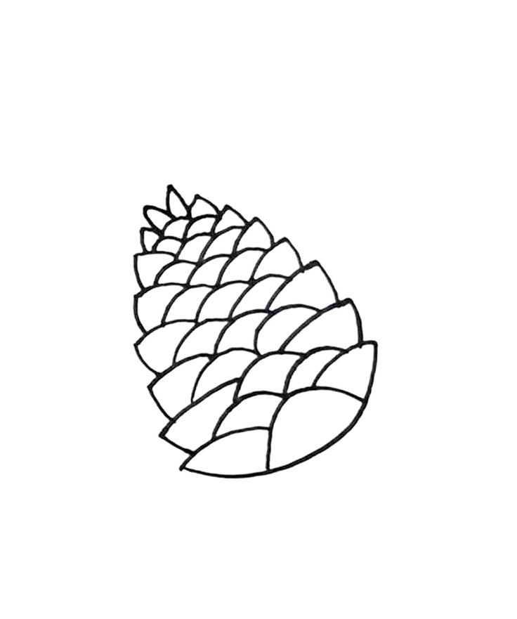 Pine cone coloring pages