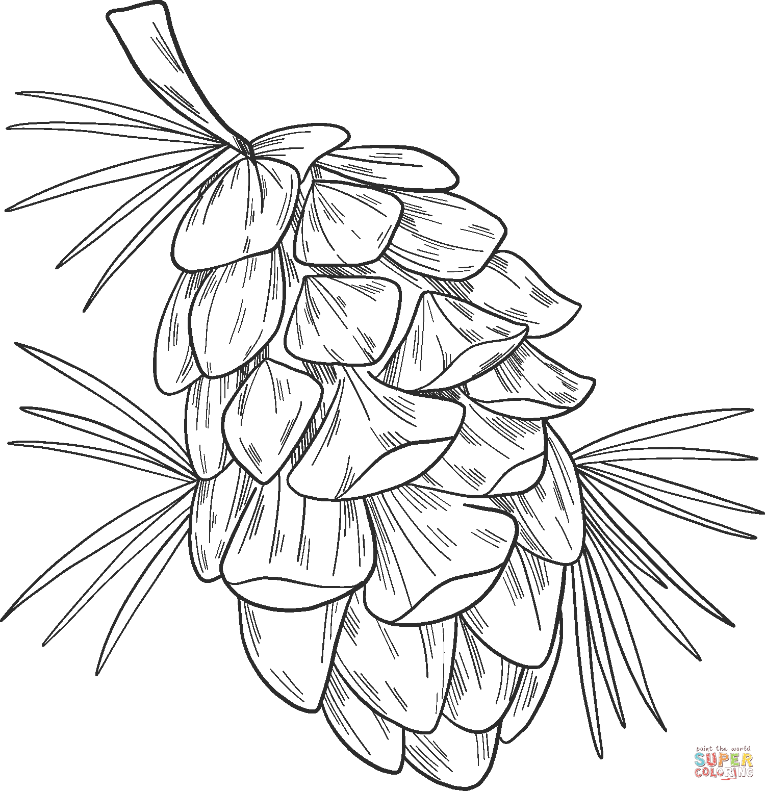 Pine cone coloring page free printable coloring pages