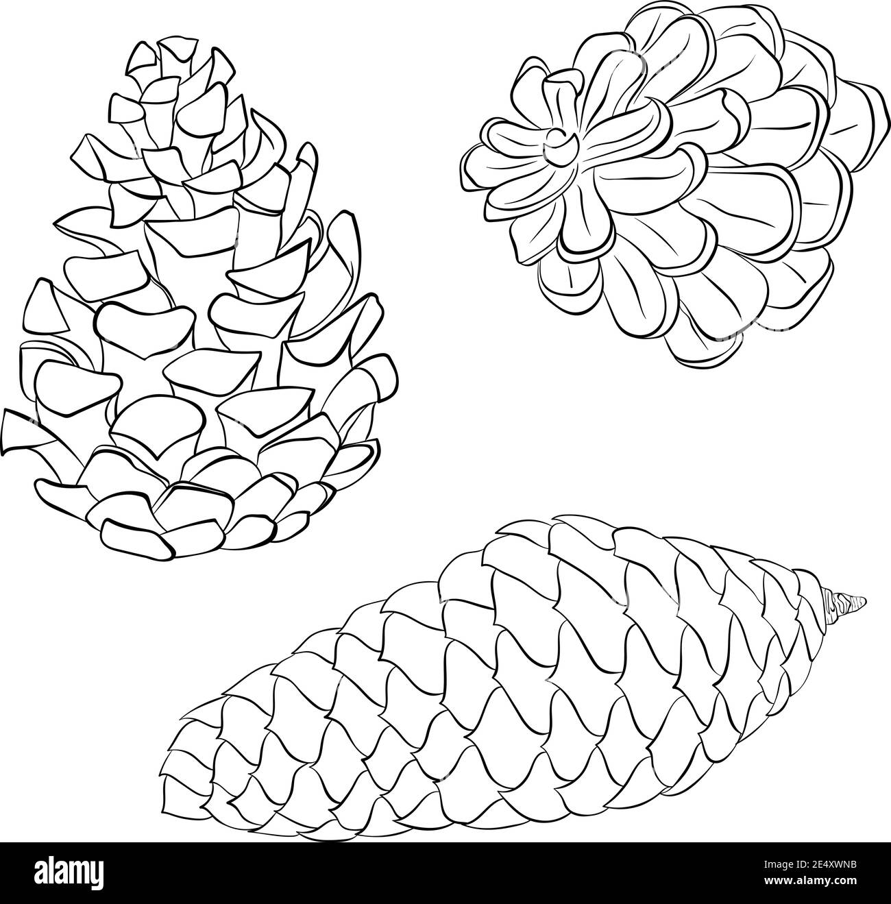 Vector hand drawn outline illustration of pine or fir cone set isolated on white background new