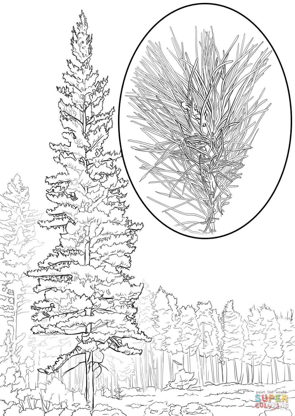 Western white pine pinus monticola coloring page free printable coloring pages