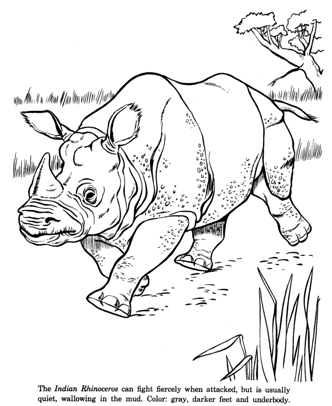 Animal drawings coloring pages indian rhinoceros animal identification drawing and coloring pages