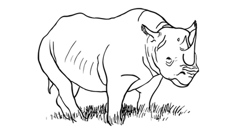 How to draw a rhinoceros