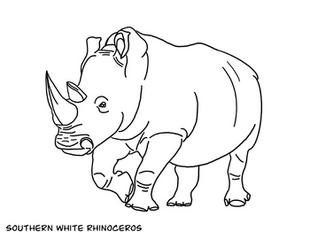 Coloring pages rhino edition free by zooriculum tpt