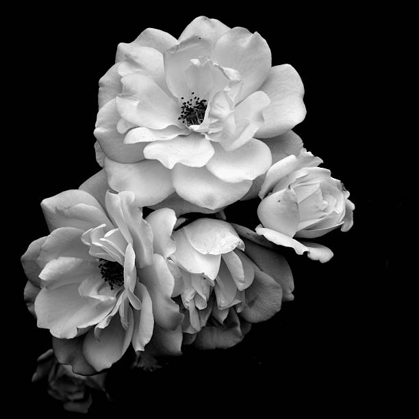 Download Free 100 + white roses black background Wallpapers