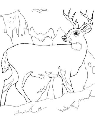White tail deer coloring page supercoloring deer coloring pages horse coloring pages cartoon coloring pages