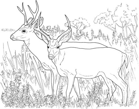 Two white tailed deers coloring page free printable coloring pages deer coloring pages animal coloring pages coloring pages