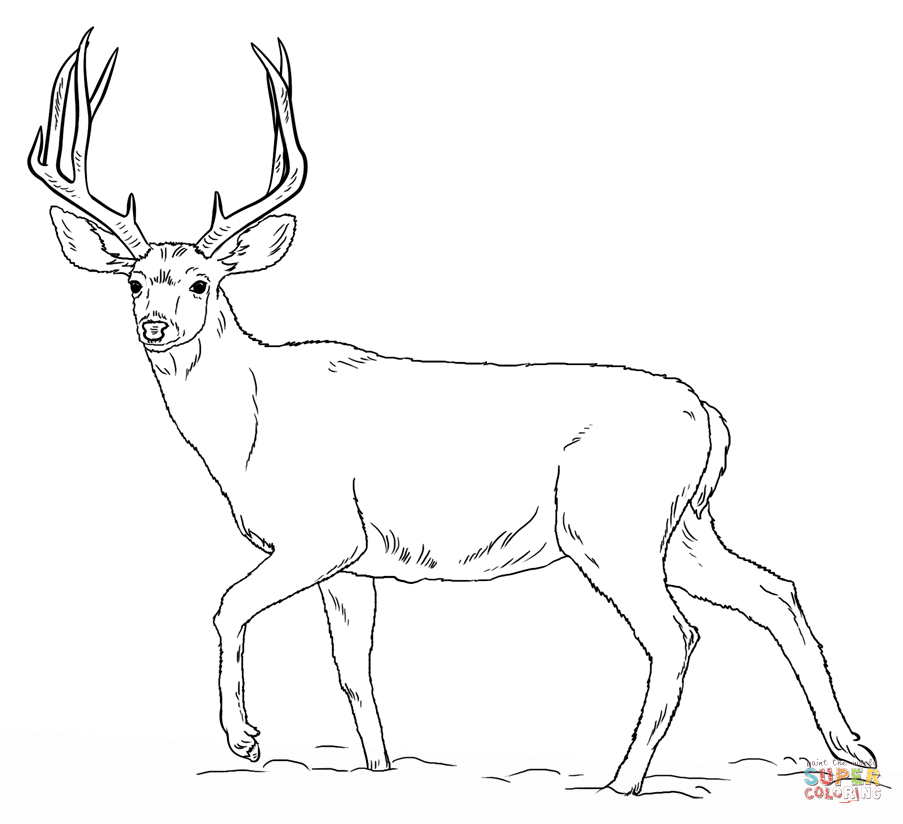 Mule deer buck coloring page free printable coloring pages