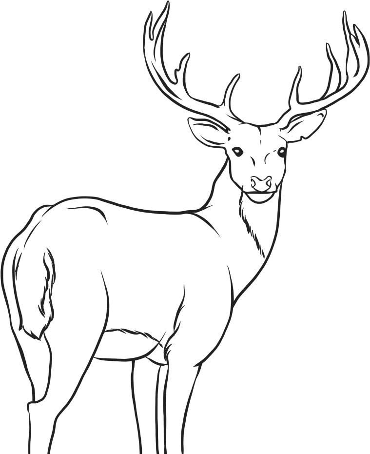 Free printable deer coloring pages for kids