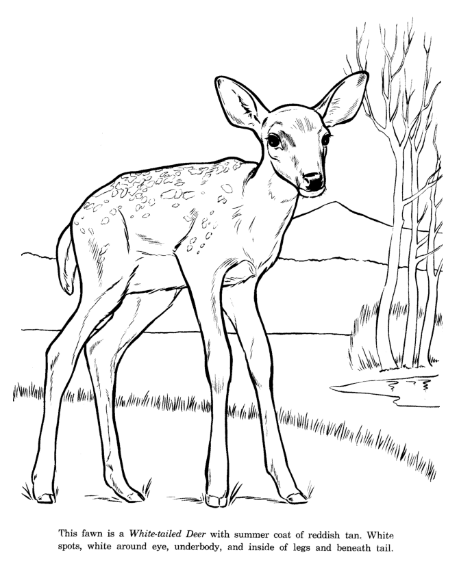 Animal drawings coloring pages white tail deer animal identification drawing and coloring pages