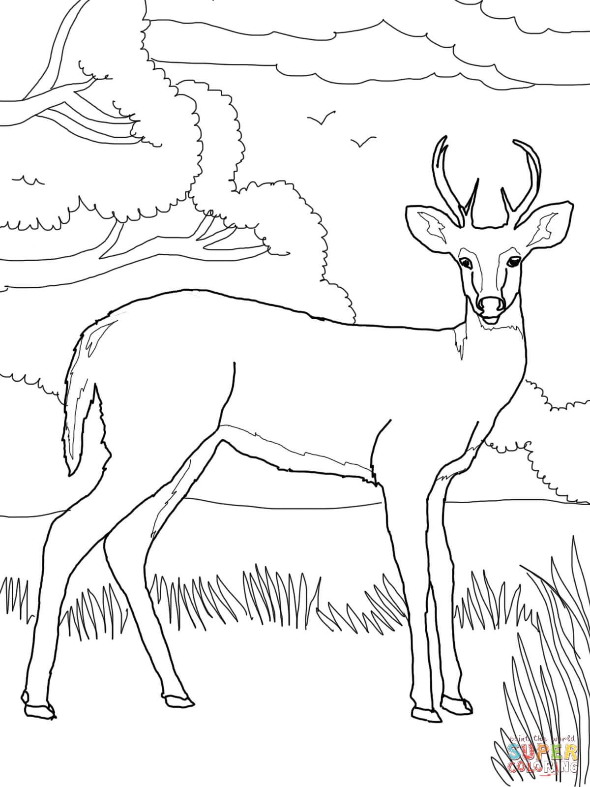 Whitetail deer coloring page free printable coloring pages deer coloring pages owl coloring pages whitetail deer