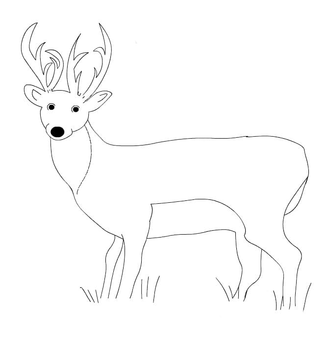 Very easy deer coloring page