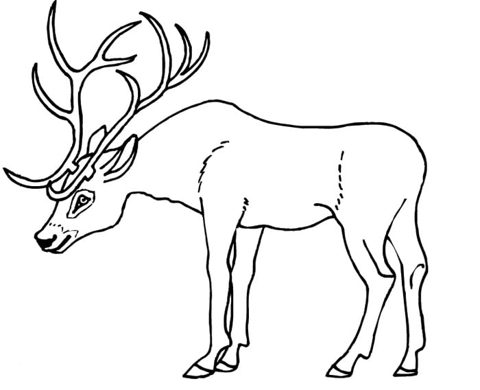 Deer s