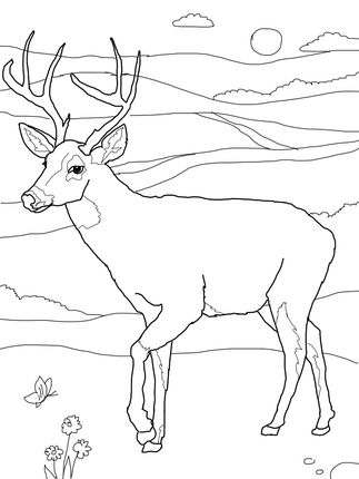 White tailed deer coloring page deer coloring pages coloring pages adult coloring pages