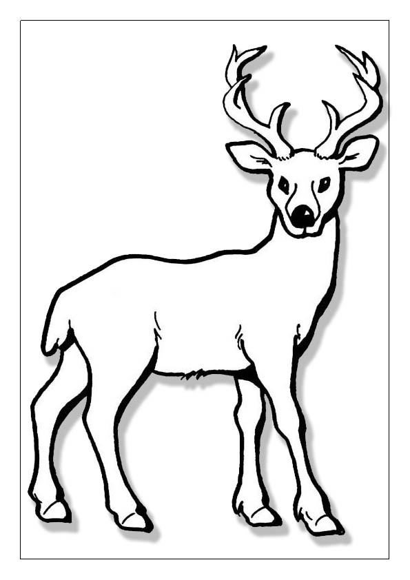 Deer coloring pages free printable coloring sheets for kids