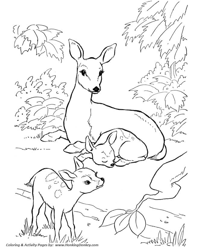 Deer coloring page wild animal doe and fawn coloring pages and kids activity sheet
