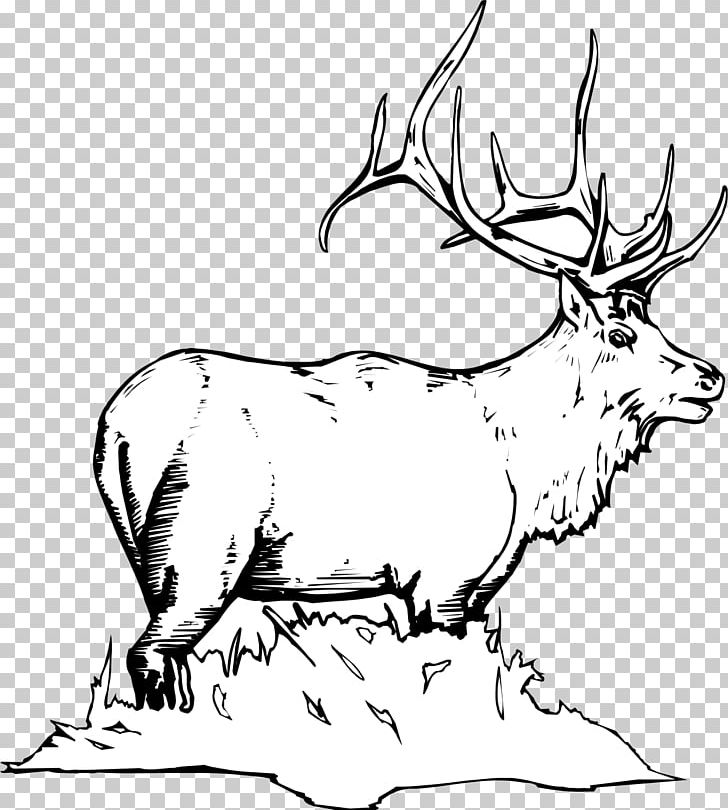 Elk white