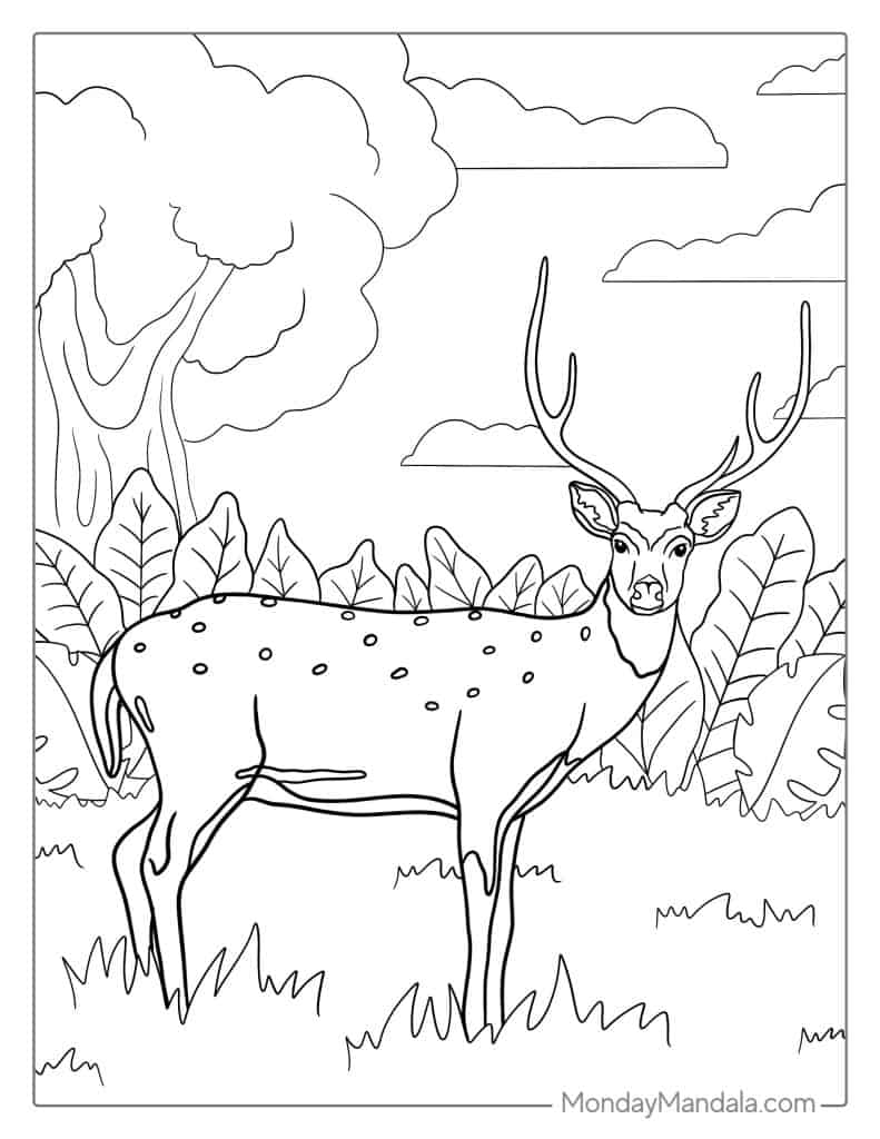 Deer coloring pages free pdf printables