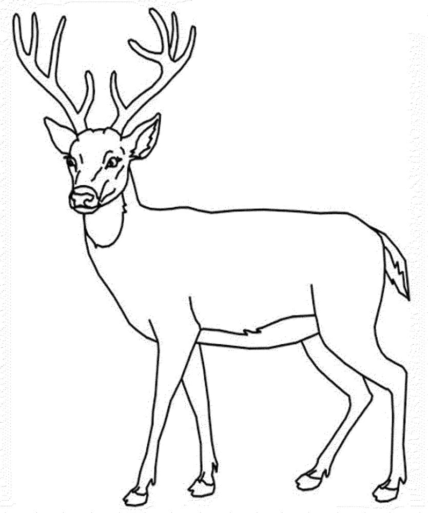 Deer free printable coloring page
