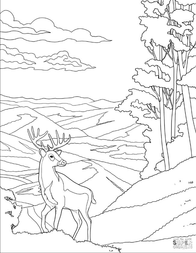 Get this deer coloring pages a drawing of white tailed deer