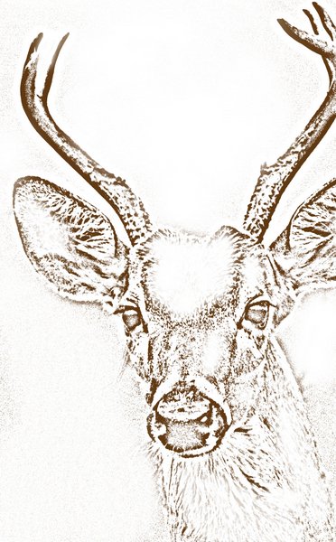 White tailed deer coloring page