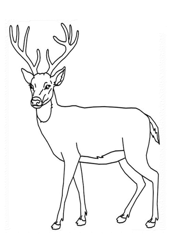 Coloring pages dear with big horn coloring pages