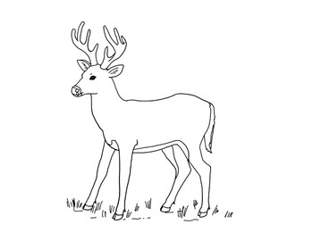 Key deer coloring page by mama draw it tpt