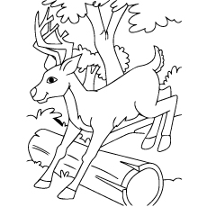 Top deer coloring pages for your little ones